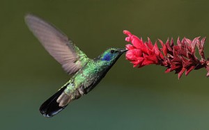 400px-Colibri-thalassinus-001-edit